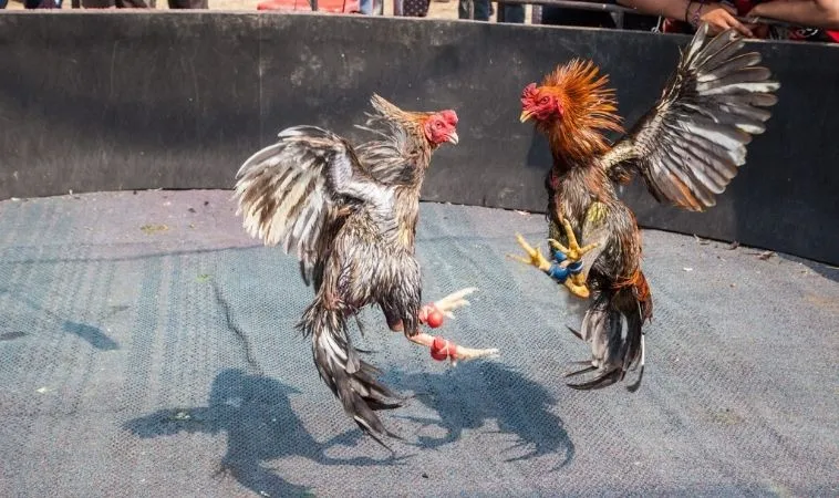 Chiến Thuật Đặt Cược Đá Gà WS168 Tại Gold88 Bách Chiến Bách Thắng 1 Đá Gà WS168 Tại Gold88