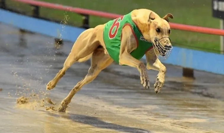 Thử Thách Vận May Với Game Nhanh Đua Chó Tại Gold88 Uy Tín 1 Đua Chó Tại Gold88