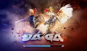 Đá Gà 3D Tại Gold88